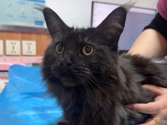 -宠福鑫动物医院(城北分院)