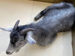 -怪兽屋·羊驼·猫咖·狗咖(俊华广场店)