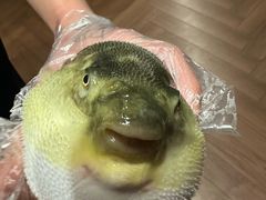 -肆月河豚·新淮扬(金融街店)