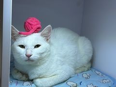 -派联宠物医院·24h·CT·异宠