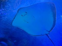 -太平洋海底世界