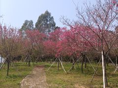 -天适樱花悠乐园