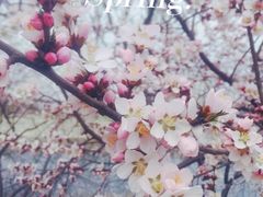 -桃花堤公园