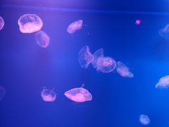 -福州罗源湾海洋世界旅游区