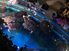 -烟台海昌鲸鲨海洋公园