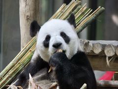 -栾川竹海野生动物园