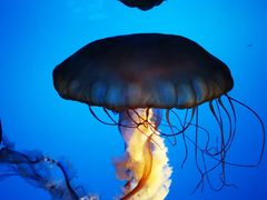 -太平洋海底世界