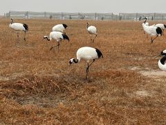 -盐城丹顶鹤湿地生态旅游区