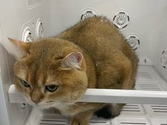 -爱洗澡的猫(望京店)