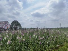 -紫颐香薰山谷景区