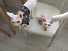 -喵的天空名猫咖啡馆·撸猫·猫舍·用品