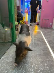-神奇动物撸宠馆·羊驼·小浣熊·异宠(豫园店)