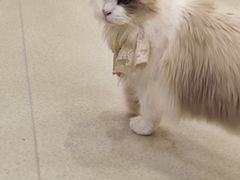 -共舞时光猫咖·狗咖(新街口店)