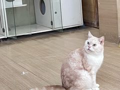 -是阿柴呀！柴犬咖啡·爱喵喵猫咖