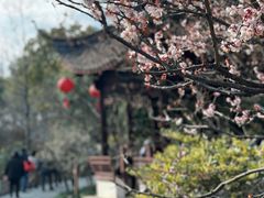 -上海醉白池公园