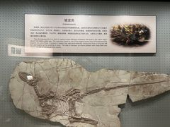 -辽宁古生物博物馆