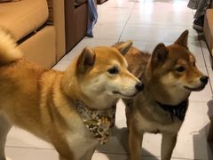 -柴务处·柴犬主题狗咖