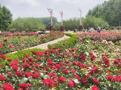 -大望京公园