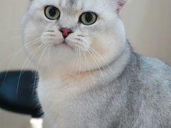 -momokira米努特·德文卷毛猫·棉花面纱犬