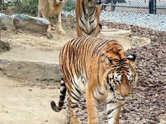 -北京野生动物园