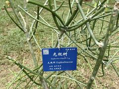 -中国科学院西双版纳热带植物园