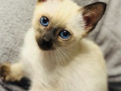 -欣宠猫屋·矮脚拿破仑·蓝金金渐层