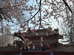 -桃花堤公园