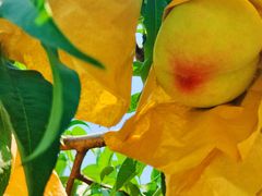 -老袁家蜜桃农场·阳山水蜜桃