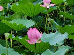 -荔湾湖公园