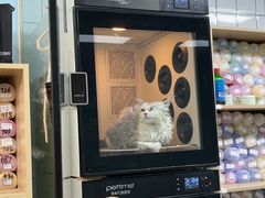 -老吴的猫·猫舍(新区店)