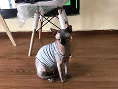-李小姐の猫咖啡馆(五角场店)