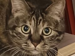 -瑞派福兴宠物医院犬猫全科·骨科·中西医结合(河东店)