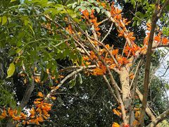 -深圳仙湖植物园