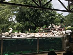 -新加坡飞禽公园