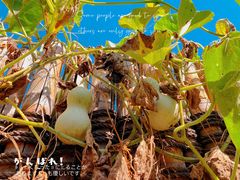 -汉石桥湿地公园