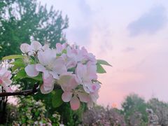 -海棠花溪(元大都城垣遗址公园)