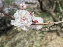 -梅花山(明孝陵内)