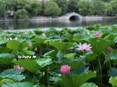 -济南大明湖景区