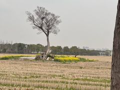 -嘉北郊野公园