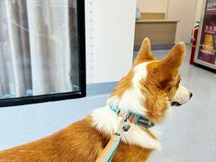 -宠物星动物医院·眼科·异宠·猫科(江南大道总院)