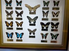 -上海昆虫博物馆