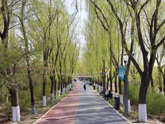 -大兴滨河森林公园