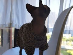 -团子家猫咪猫咖馆·柯基·柯尔鸭