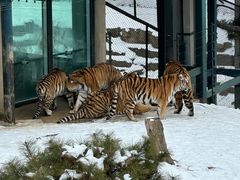 -大连森林动物园