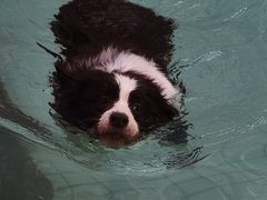 -帕帕拉兹宠物(亚洲旗舰店)