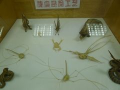 -上海大自然野生昆虫馆
