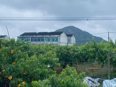 -老袁家蜜桃农场·阳山水蜜桃