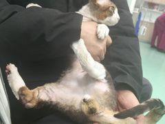 -北京观赏动物医院·24小时大型综合·猫专科·异宠专科