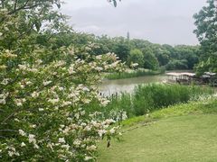 -上海长兴岛郊野公园