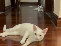 -佳雯宠物医院·皮肤科·内外科(春晓路分院)